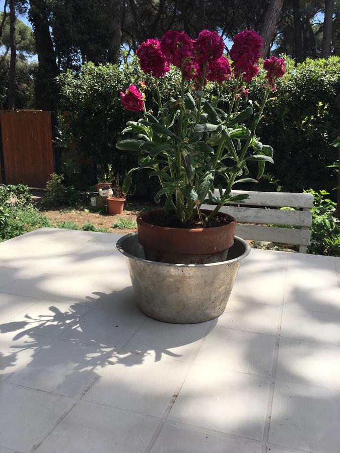La Casa Di Nataly Bed and Breakfast Fregenae Εξωτερικό φωτογραφία